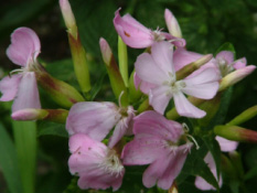 Saponaria officinalis Zeepkruid bestellen